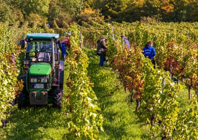 Weinlese Weingut Gaufer