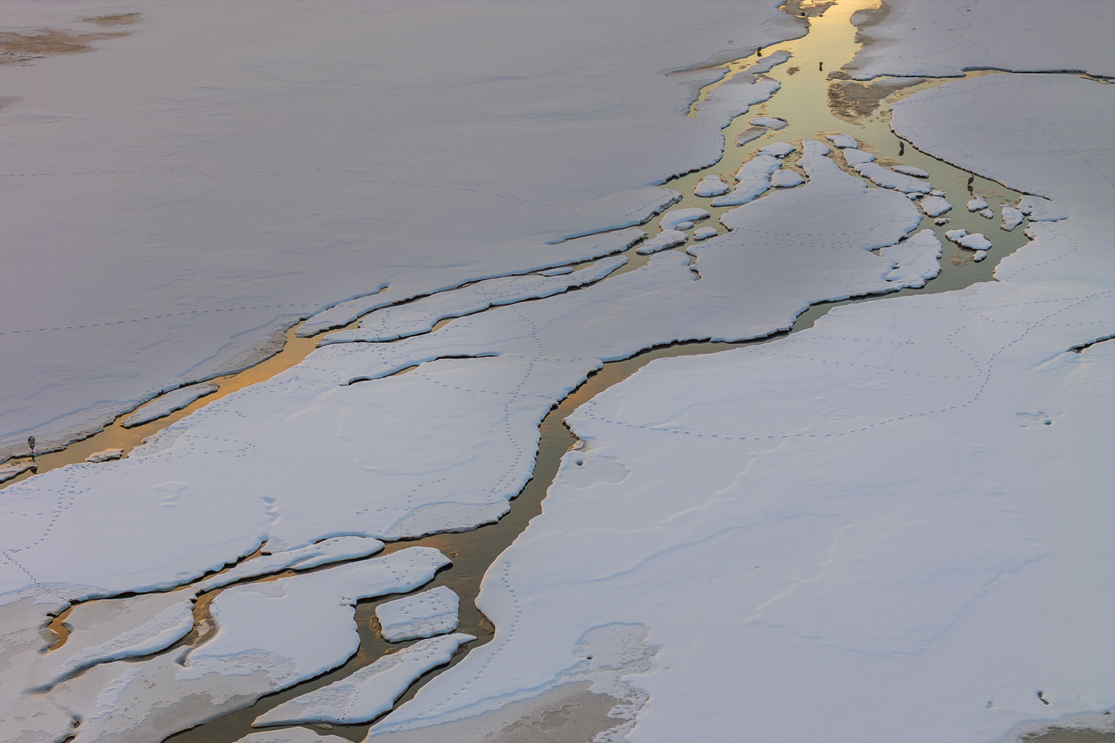 Foggensee Schloss Neuschwanstein